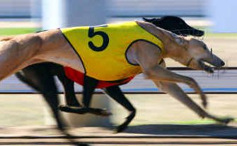 Andrew Suli’s Yankee Trick has the perfect draw and should be the major challenger to Jorgy Monster at today’s meeting. Andrew Suli’s Yankee Trick has the perfect draw and should be the major challenger to Jorgy Monster at today’s meeting.